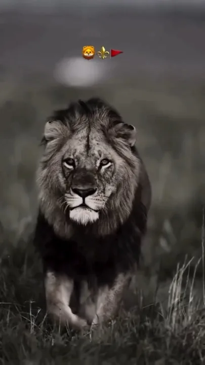 A monochrome lion in the original Bhojpuri template preview